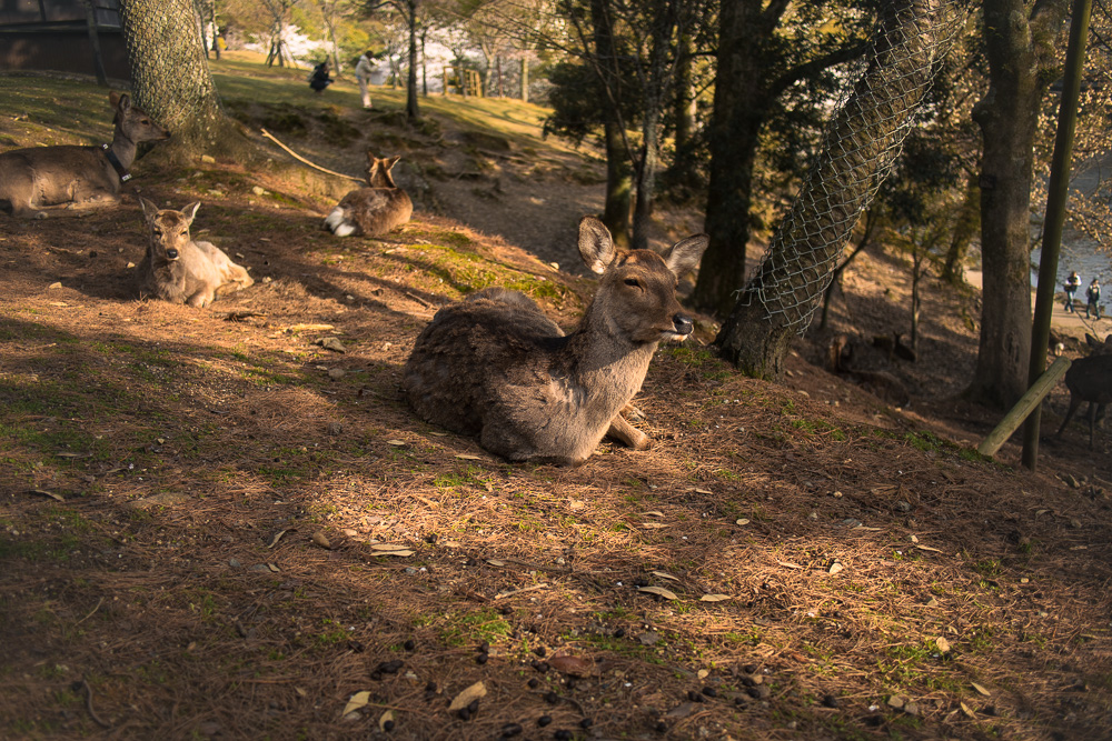 Deer relaxing in the sunset at Nara Park.