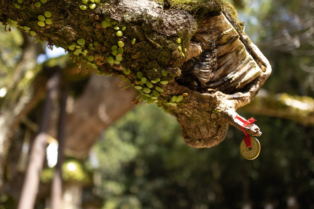 A coin tied to a tree with red ribbon. 