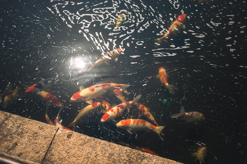 A pond full of koi with the reflection of the sun.